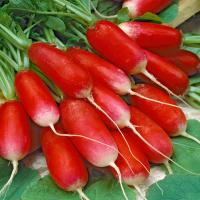 Rzodkiewka Opolanka podłużna czerwona z białym końcem nasiona rzodkiewki