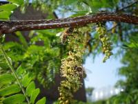 Glediczja trójcierniowa MIODODAJNA duże sadzonki