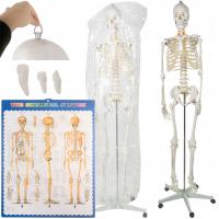Скелет Каркасная Кость Человека Анатомическая Модель Кости Человека