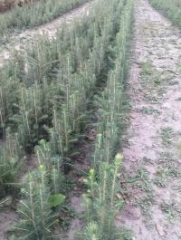 Ель обыкновенная (Picea abies) - набор из 100 черенков 15-30 см