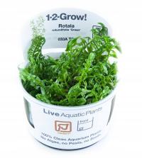 Rotala rotundifolia Green 1-2 Grow Tropica