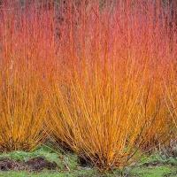 P11 Dekoracyjny krzew Wierzba Yellow Flame do ogrodu na żywopłot MIODODAJNY