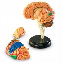 Анатомическая модель мозга Человеческий мозг образовательная помощь обучающие ресурсы