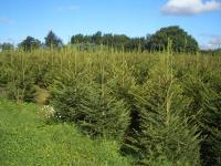 Ель обыкновенная в горшке