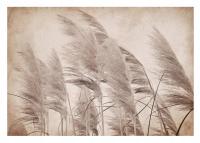 FOTOTAPETA TRAWA PAMPASOWA BOHO NA FLIZELINIE ŚCIANĘ TAPETA BEŻOWA 416x254
