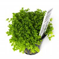 INVITAL Hemianthus callitrichoides koszyk Ø 5,5 cm