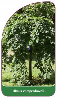 Ulmus camperdownii - etykiety szkółkarskie