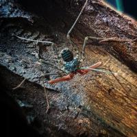 Euphrynichus bacillife (SpidersForge)