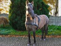 Жгут для Лошади Balotade Morgan для одиночного удара