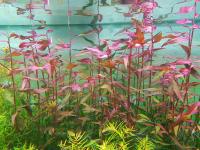 PERSICARIA SP. Сан-Паулу-подводное разведение