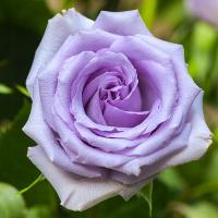 Роза крупноцветковая чайная голубая рассада