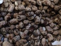 Pszczoła Murarka ogrodowa 100 kokonów