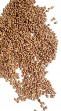 Пшеница круглая для муки - 10 кг