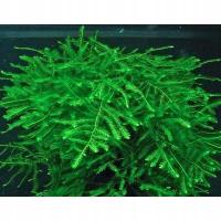 Колючий мох глубокий зеленый мох аквариум раритет