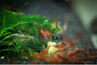 Креветка Красная Вишня