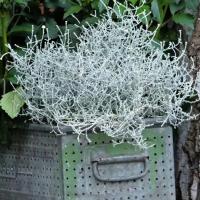 KALOCEFALUS PATYCZAK BROWNA IDEALNA SADZONKA DO TWOJEGO OGRODU KOMPOPZYCJI