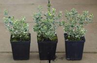 Шмель Изумрудный gaiety Рассада в горшках