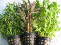 = = 6 шт = = аквариумные корзины растения для аквариумов имеют этикетки с именем