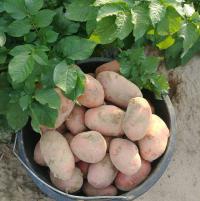 Ziemniaki jak sadzeniaki EKO NIEPRYSKANE Red Lady-CZERWONA DAMA 10kg PYSZNE