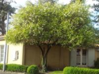 POMARAŃCZA TRÓJLISTKOWA - sadzonki w doniczkach