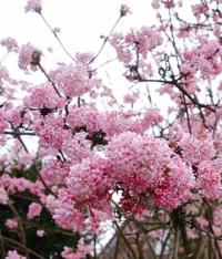 Kalina charles lamont KALINA KWTINĄCA ZIMĄ