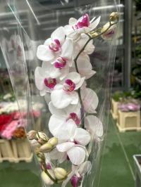 Орхидея живая JMP 60см 2 побега свежая доставка