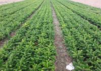 Пихта Кавказская 4 года 20/25 см пакет 50шт.