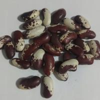 Fasola Kolorowa -orzeł 1 Kg Rafex