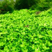 Micranthemum Monte Carlo (in-vitro) puszka 5cm - porcja