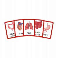 Zestaw 12 Plansz Edukacyjnych A5 – Narządy Wewnętrzne