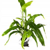 INVITALMicrosorium pteropus корзина Ø 5,5 см