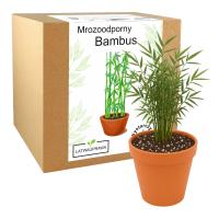 Бамбук морозостойкий -20 градусов набор для выращивания бамбуковые побеги быстро растут