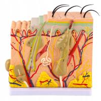 S-HUMAN SKIN ANATOMIC MODEL TEACHING AID