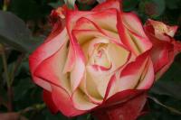 'Origami' - Róża rabatowa OBFICIE KWTINĄCA ODPORNA MEILLAND GOŁY KORZEŃ