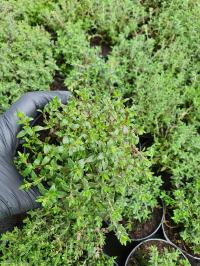 ТИМЬЯН РАССАДА ЗЕЛЕНАЯ ТРАВА GREENDOM