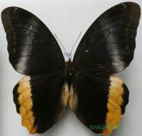 Caligo atreus Kollar, 1850 Kolumbia 116mm70f