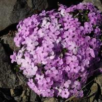 Флокс 'Lilac CLOUD' розово-фиолетовый