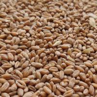 Пшеничное зерно корм для кур птицы рыбы 25 кг