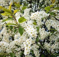 Czeremcha amerykańska XXL,