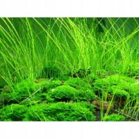 Eleocharis sp.montevidensis kubek in vitro 10cm