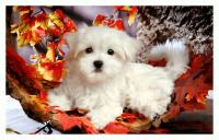 АЛМАЗНАЯ ВЫШИВКА, АЛМАЗНАЯ ЖИВОПИСЬ, МОЗАИКА, АЛМАЗНАЯ КАРТИНА, НАБОР НАКЛЕЕК