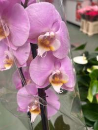 Орхидея живая JMP 60см 2 побега