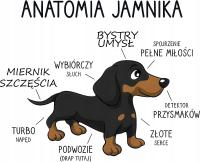 Naprasowanka Termo Naklejka na Odzież JAMNIK ANATOMIA