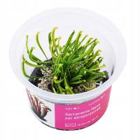 Sarracenia Flava Var Atropurpurea - Roślina do paludarium - kubek 6cm