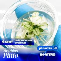 Anubias nana pinto roślina akwariowa In Vitro small PLANTIS