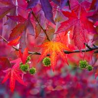 Ambrower American gum ball-необычное осеннее обесцвечивание раритет