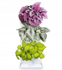 Minigarden One модульный гербарий зеленая стена