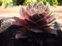 Набор растений для рокариев 100 шт. смешанных видов