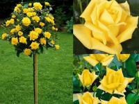 Роза на стволе желтый арт. 536D из горшка