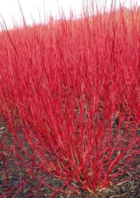 ГК КИЗИЛ БЕЛЫЙ CORNUS ALBA КРАСНЫЕ ПОБЕГИ 30-50 СМ